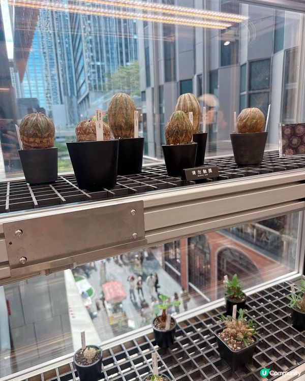 深圳爆紅南山巨人展