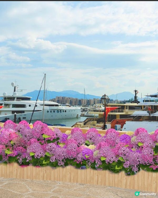 #免費接送🚌 黃金海岸🪻繡球花節 #無人機表演