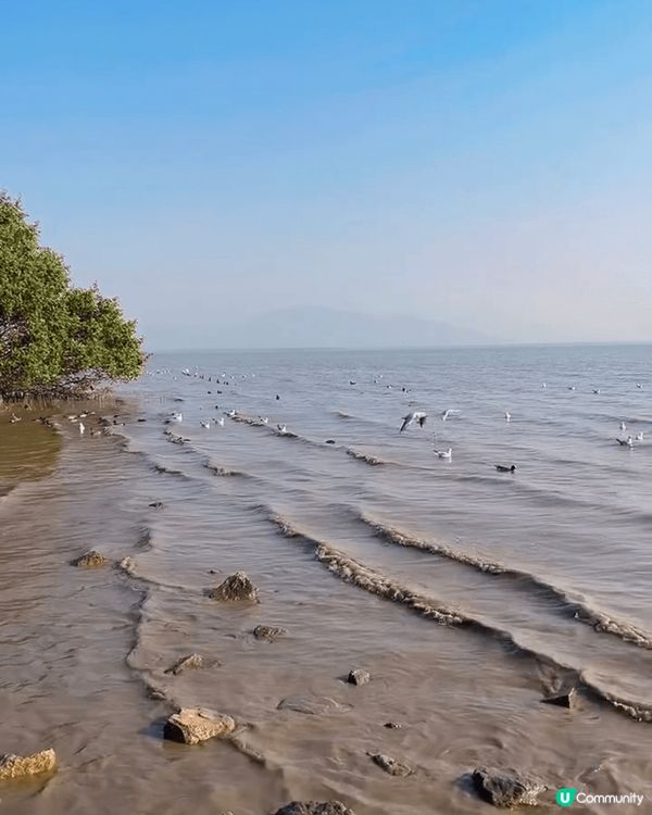 之前同屋企人去咗位於深圳南山區嘅深圳灣公園，前往方法非常簡單...