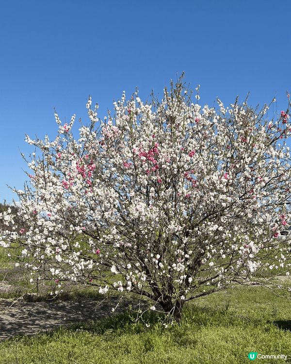 日本東京近郊的欣賞櫻花好去處，來的時間剛剛好 ，櫻花開滿。特...