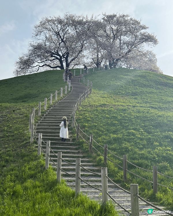 日本東京近郊的欣賞櫻花好去處，來的時間剛剛好 ，櫻花開滿。特...