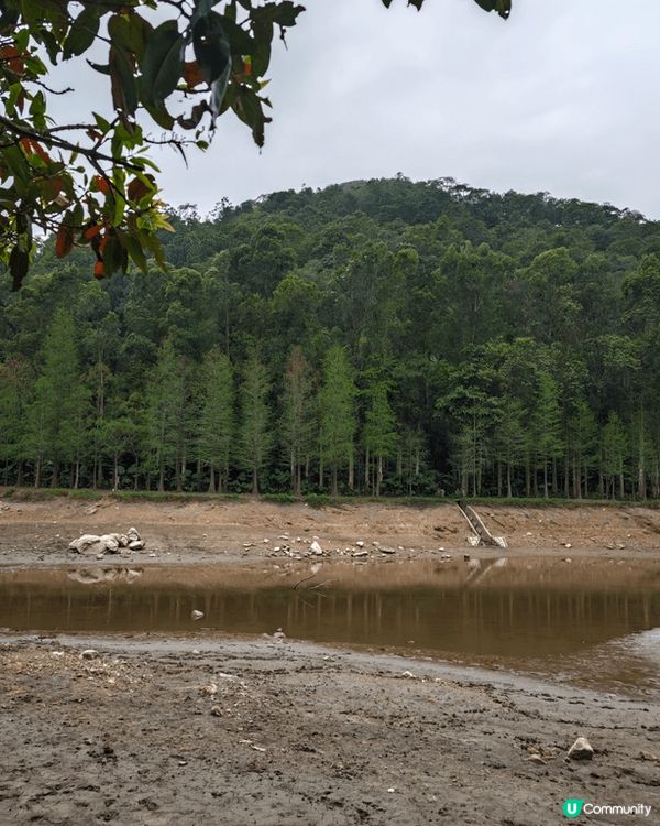 春天的流水響水塘，近日雨水少，水位低好多，都係秋天最靚