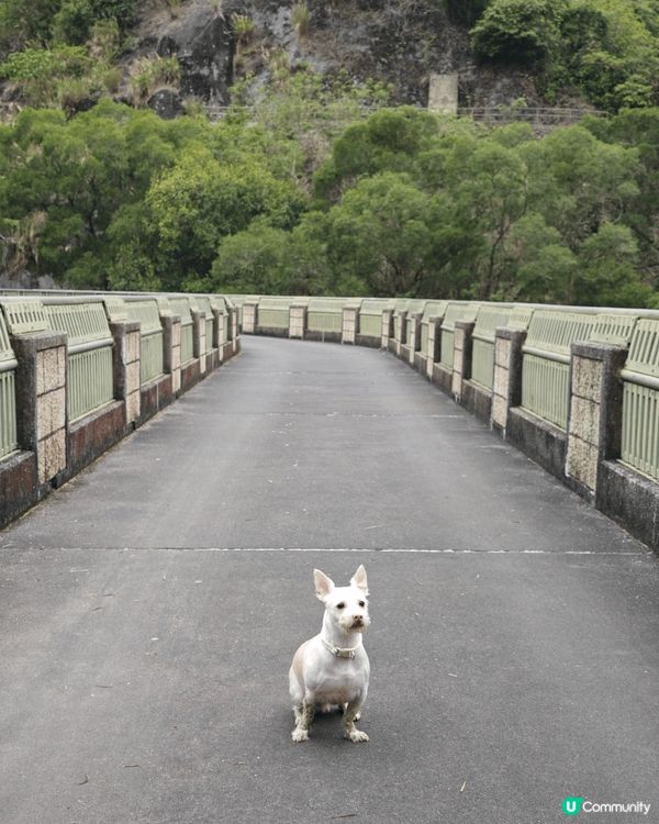 春天的流水響水塘，近日雨水少，水位低好多，都係秋天最靚
