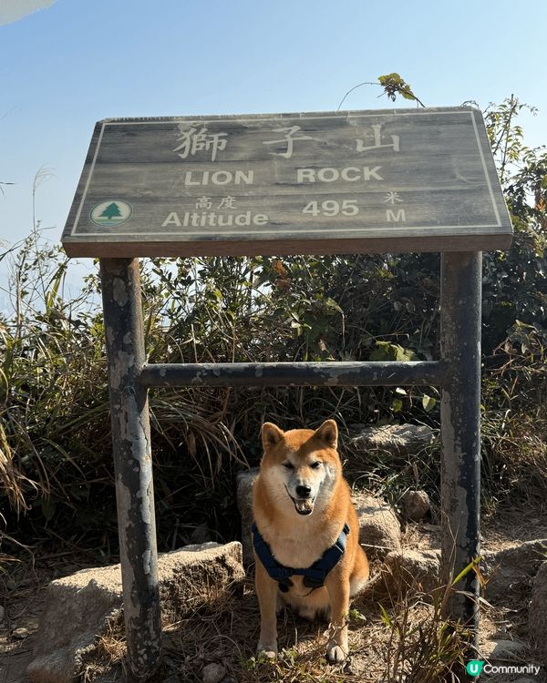 今日同狗狗去獅子山郊遊，行山路線難度算中等，最難係登頂既大石...