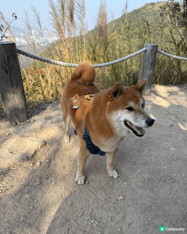 今日同狗狗去獅子山郊遊，行山路線難度算中等，最難係登頂既大石...