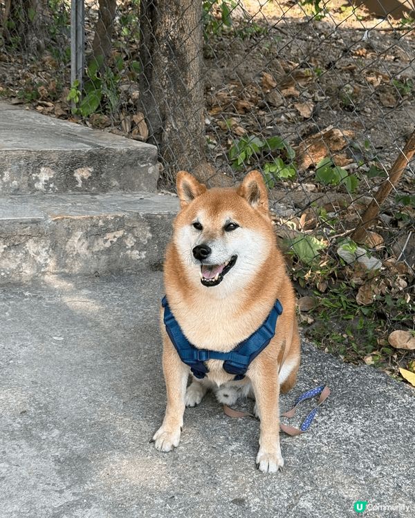 今日同狗狗去獅子山郊遊，行山路線難度算中等，最難係登頂既大石...