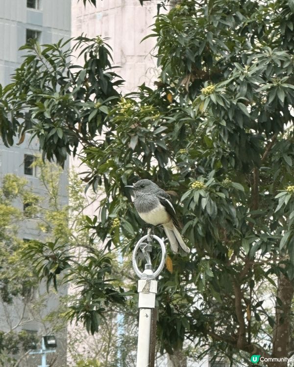 將軍澳單車館公園🌸 春天賞花好去處！