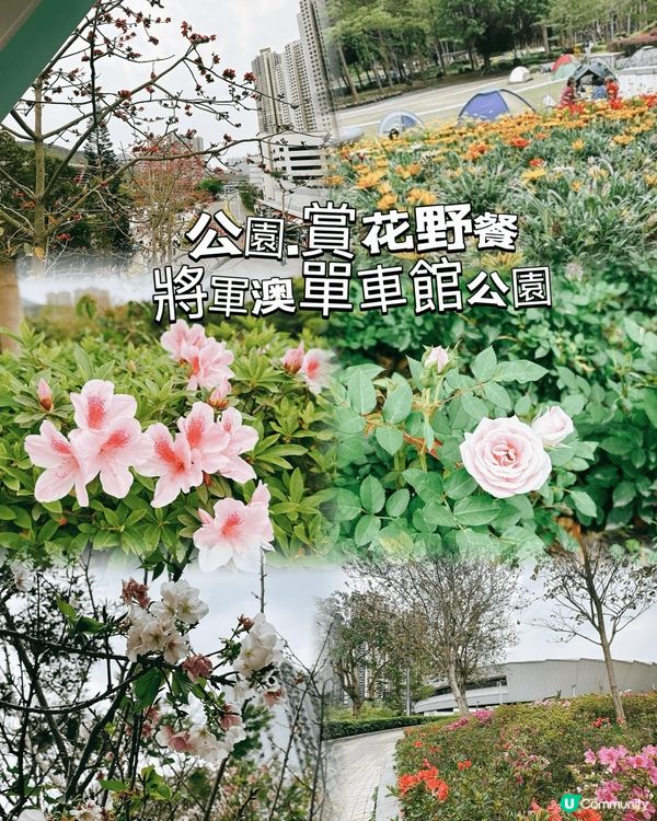 將軍澳單車館公園🌸 春天賞花好去處！