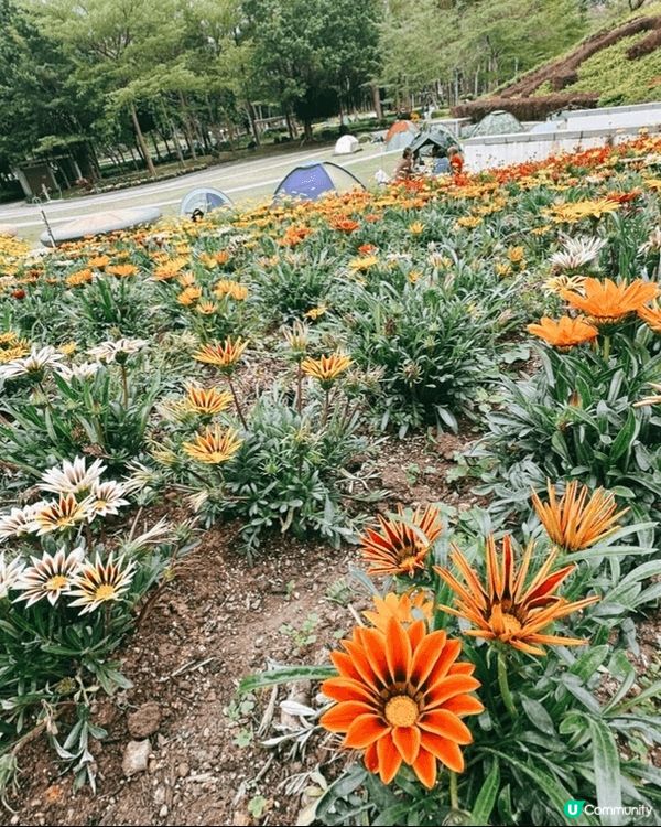 將軍澳單車館公園🌸 春天賞花好去處！