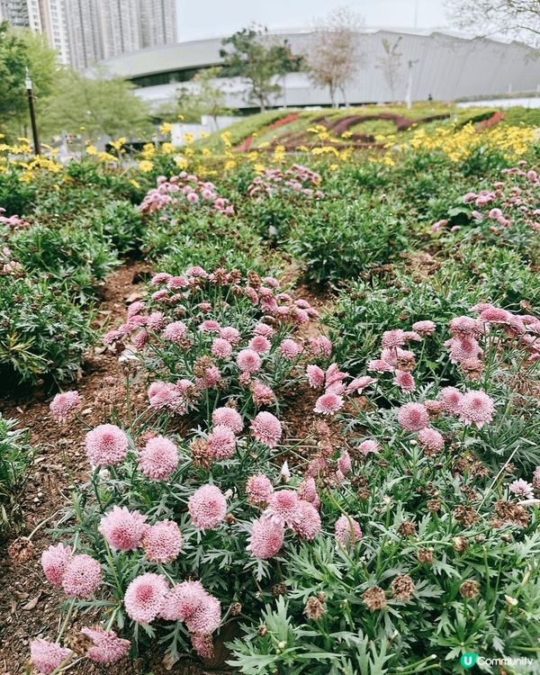 將軍澳單車館公園🌸 春天賞花好去處！