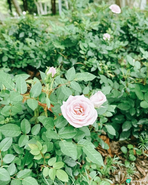 將軍澳單車館公園🌸 春天賞花好去處！