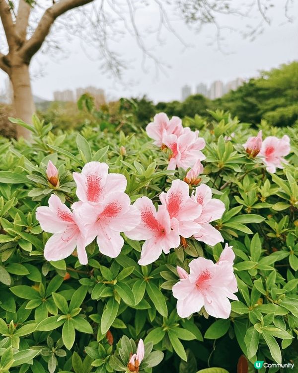 將軍澳單車館公園🌸 春天賞花好去處！