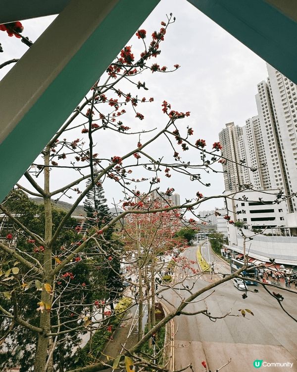 將軍澳單車館公園🌸 春天賞花好去處！
