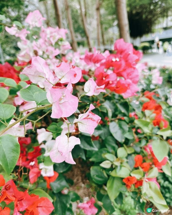 將軍澳單車館公園🌸 春天賞花好去處！