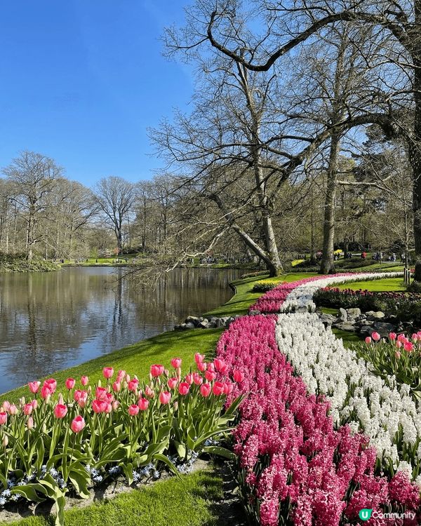 重中之重，荷蘭花展,花園種有約800個不同品種鬱金香，數以百...