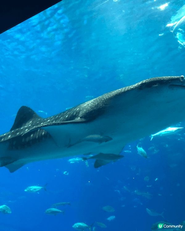 去唔同地方都鍾意去水族館，其中沖繩嘅水族館真係超級值得一去，...