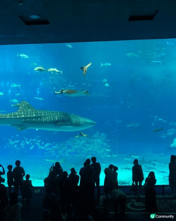 去唔同地方都鍾意去水族館，其中沖繩嘅水族館真係超級值得一去，...