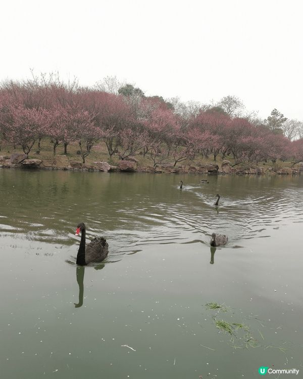 揚州之旅 ：煙雨濛濛的早上令整個瘦西湖看起來更有意境，多謝途...