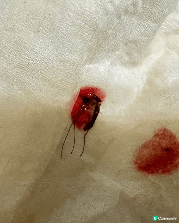 本地遊嘗過有飼者資料證明的美味佐賀牛，返家後卻遭突襲，真希望...