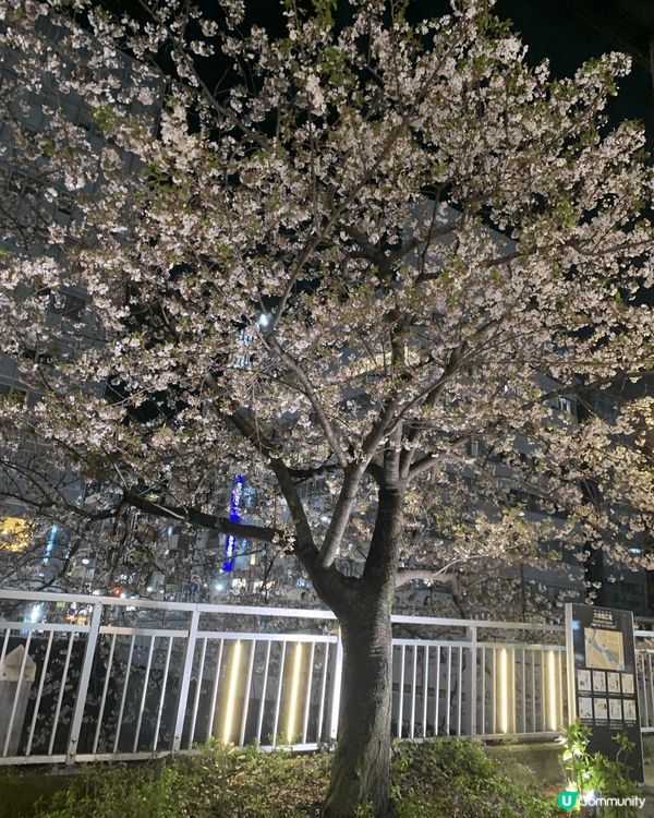 今次日本之旅去了近宿，東京車站購物，仲睇到好靚的櫻花超開心