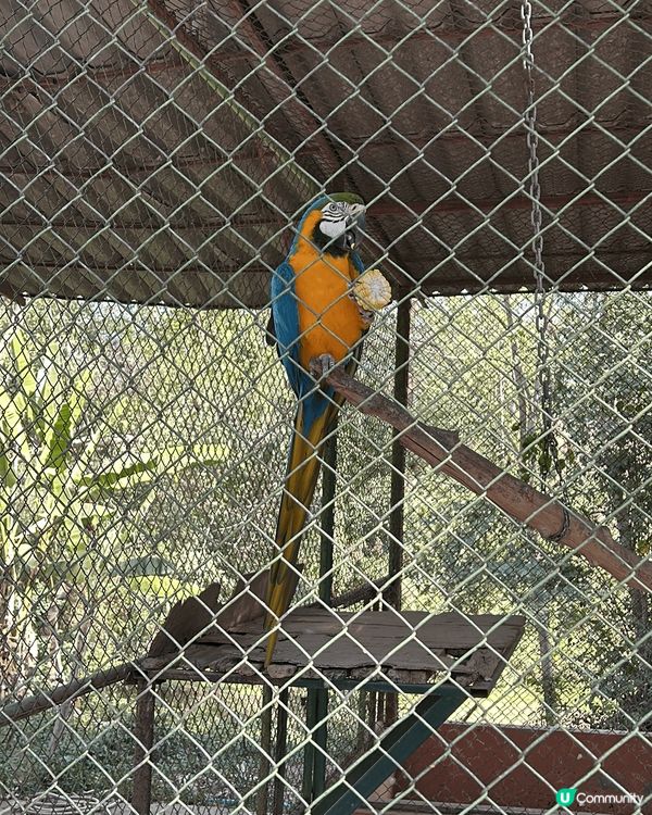 泰國之旅上山下海，親親大自然睇動物，野食特別，多自家手製食物...