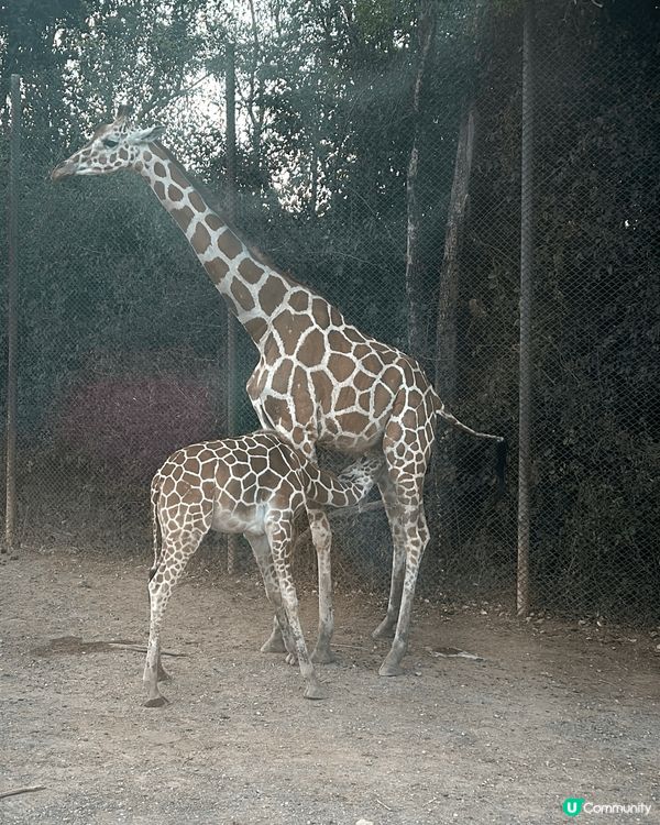 泰國之旅上山下海，親親大自然睇動物，野食特別，多自家手製食物...