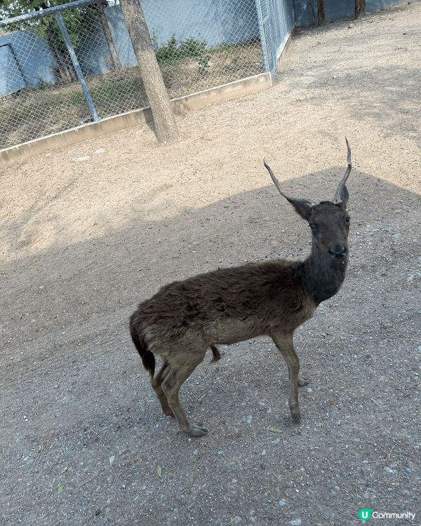 泰國之旅上山下海，親親大自然睇動物，野食特別，多自家手製食物...