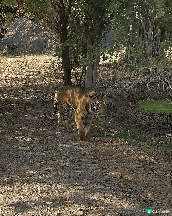 泰國之旅上山下海，親親大自然睇動物，野食特別，多自家手製食物...