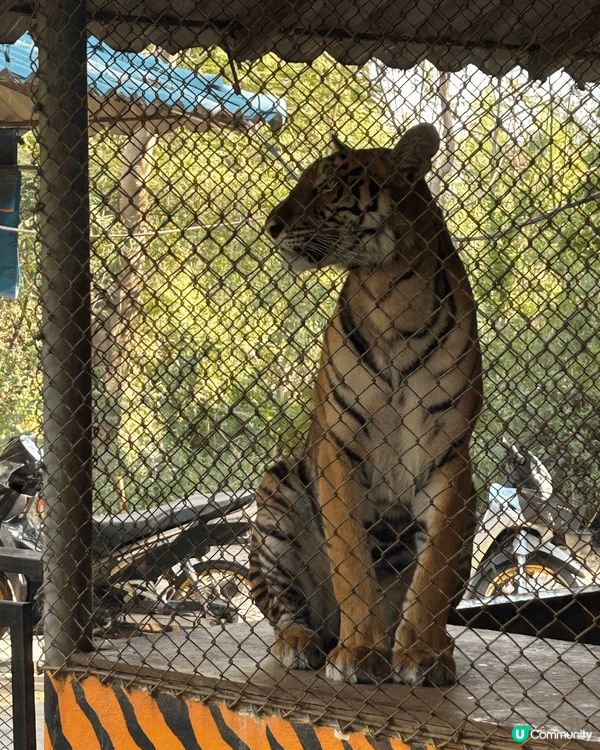 泰國之旅上山下海，親親大自然睇動物，野食特別，多自家手製食物...