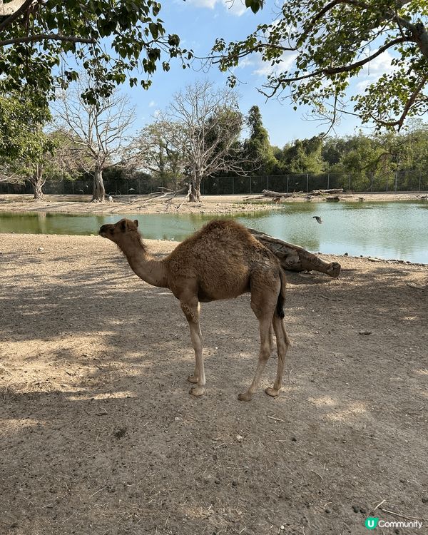 泰國之旅上山下海，親親大自然睇動物，野食特別，多自家手製食物...