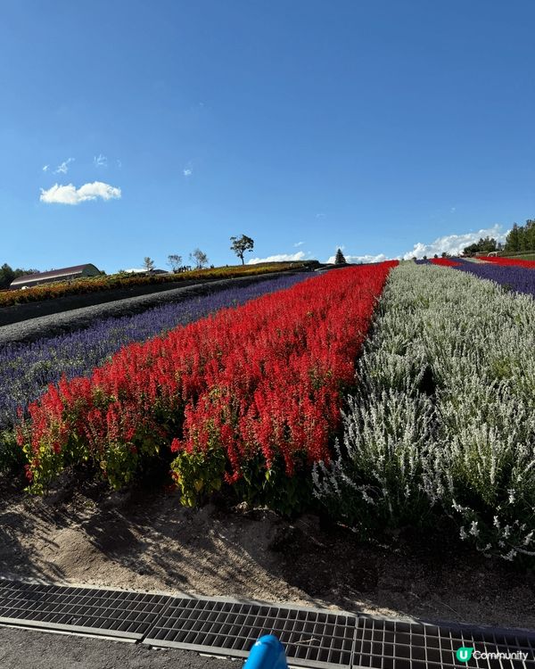 富良野漫天薰衣草 & 美瑛無盡四季彩之丘，好正！👍👍👍...