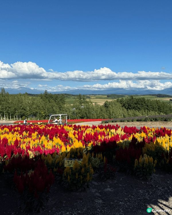 富良野漫天薰衣草 & 美瑛無盡四季彩之丘，好正！👍👍👍...