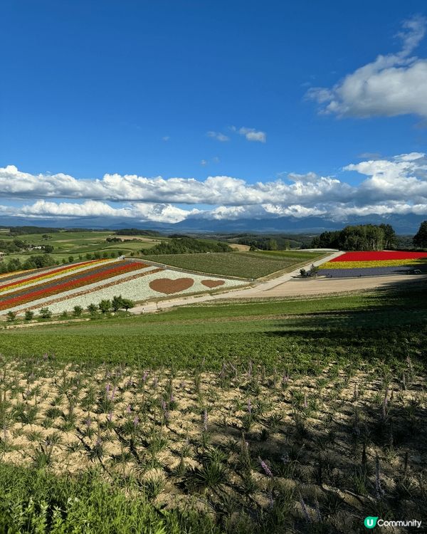 富良野漫天薰衣草 & 美瑛無盡四季彩之丘，好正！👍👍👍...