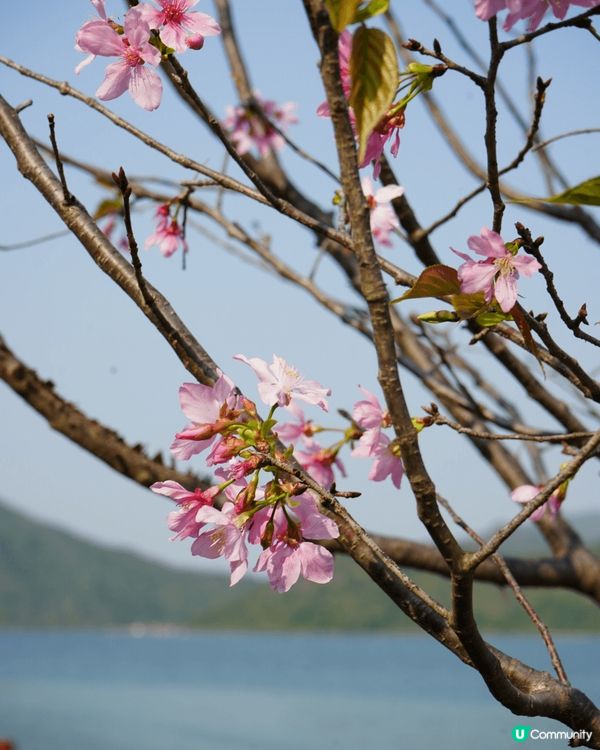 想睇櫻花，唔一定去日本嘅！西沙Go Park都有櫻花睇！可以...