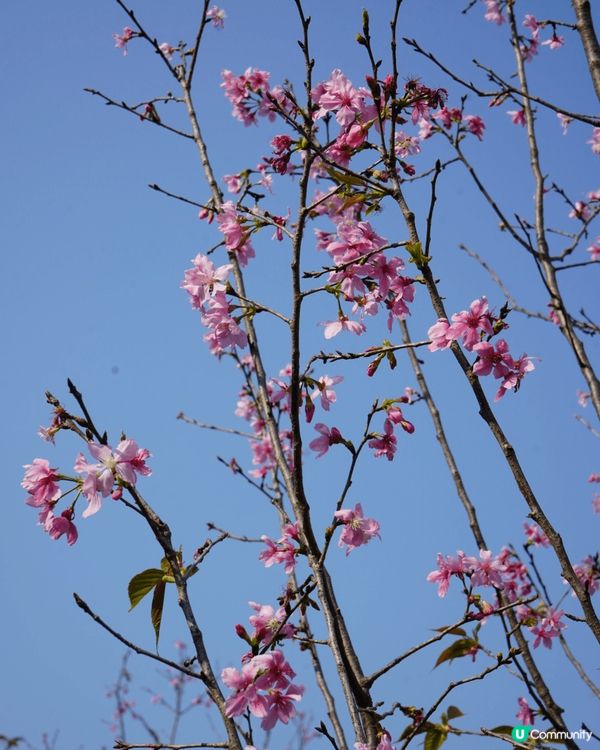 想睇櫻花，唔一定去日本嘅！西沙Go Park都有櫻花睇！可以...
