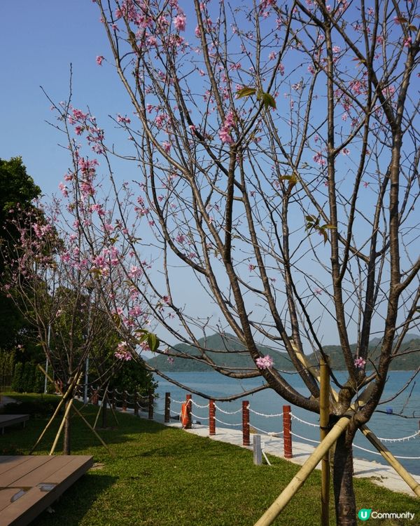 想睇櫻花，唔一定去日本嘅！西沙Go Park都有櫻花睇！可以...