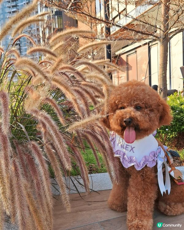 。啓德體育園 帝盛酒店隔離  承啓道公園 #海傍休憩空間. ...