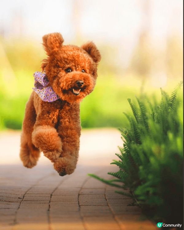 。啓德體育園 帝盛酒店隔離  承啓道公園 #海傍休憩空間. ...