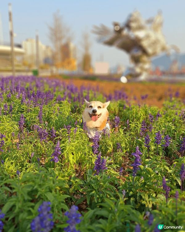 。啓德體育園 帝盛酒店隔離  承啓道公園 #海傍休憩空間. ...