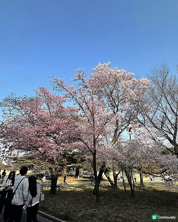 非常幸運呢段時間係日本東京🇯🇵可以目睹美美的櫻花全盛🌸櫻花花...