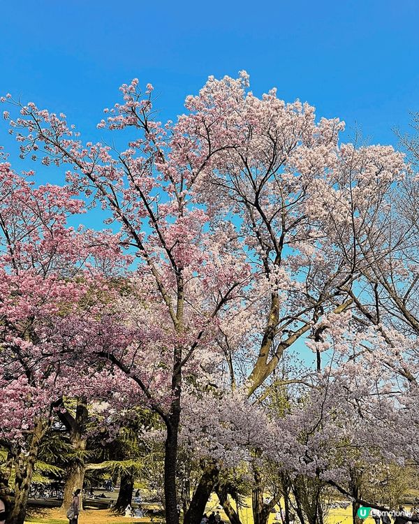 非常幸運呢段時間係日本東京🇯🇵可以目睹美美的櫻花全盛🌸櫻花花...