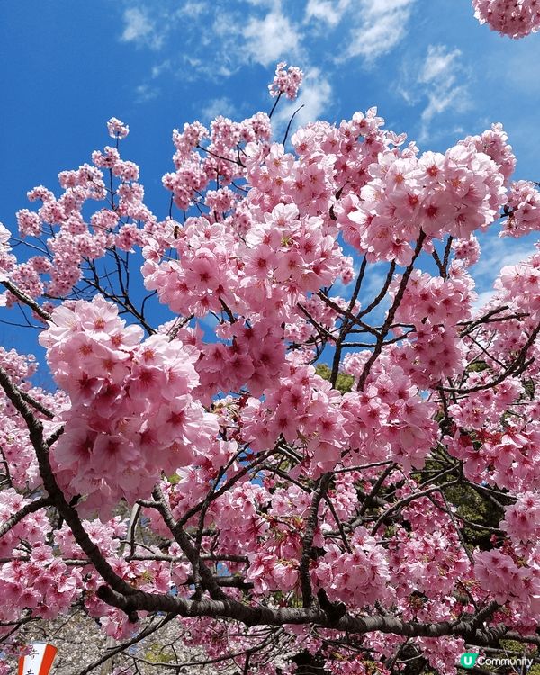 Sakura and Sakura 日本櫻花開花喇一年一度真...