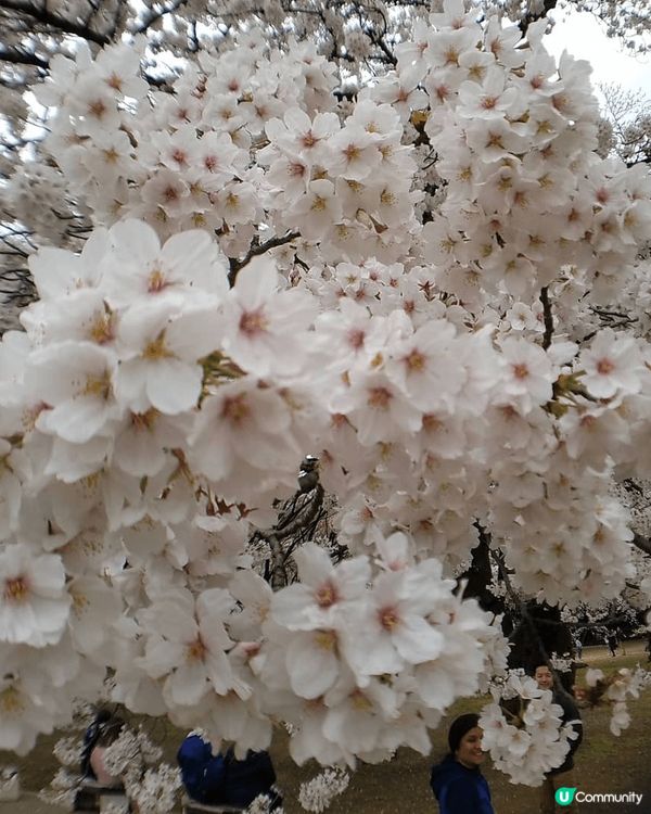 Sakura and Sakura 日本櫻花開花喇一年一度真...
