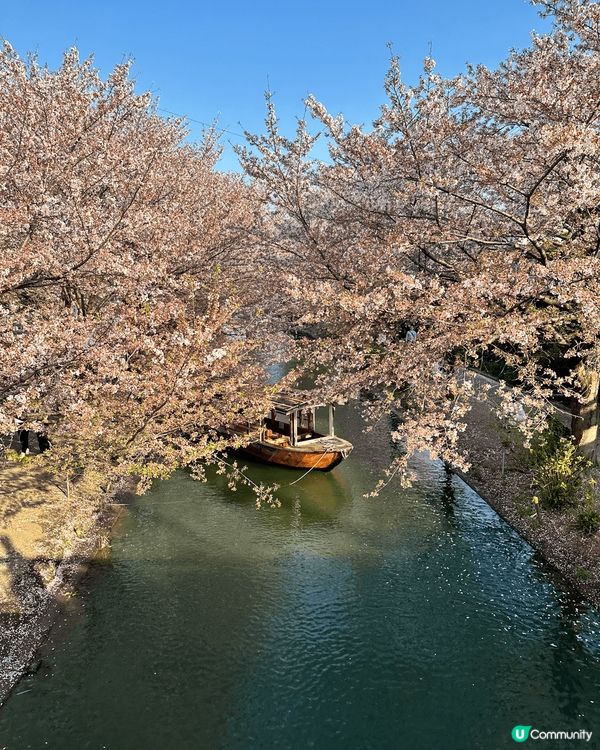 特別推薦京都賞櫻景點「伏見十石舟」，一邊觀賞著粉色櫻花再乘搭...