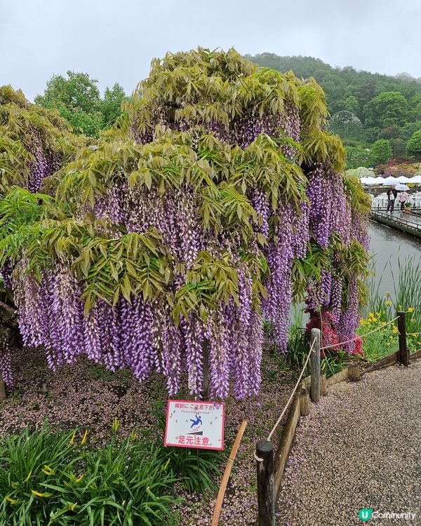 日本東京紫藤花 又係春天的季節又係紫藤花雪季節 好快又睇到一...
