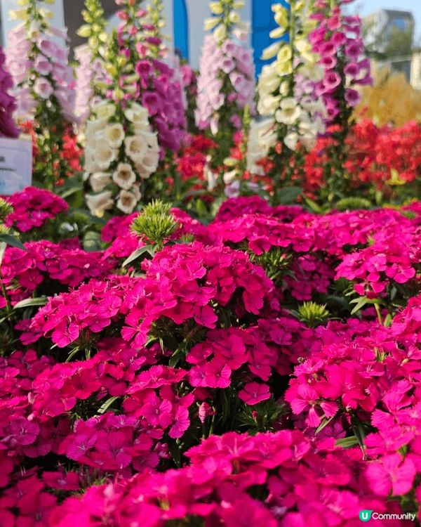 新鮮滾熱辣香港2025花卉展嘅花式入面仲有好多蘭花 水仙花空...