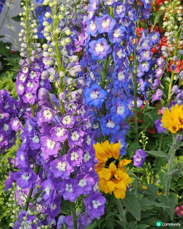 新鮮滾熱辣香港2025花卉展嘅花式入面仲有好多蘭花 水仙花空...