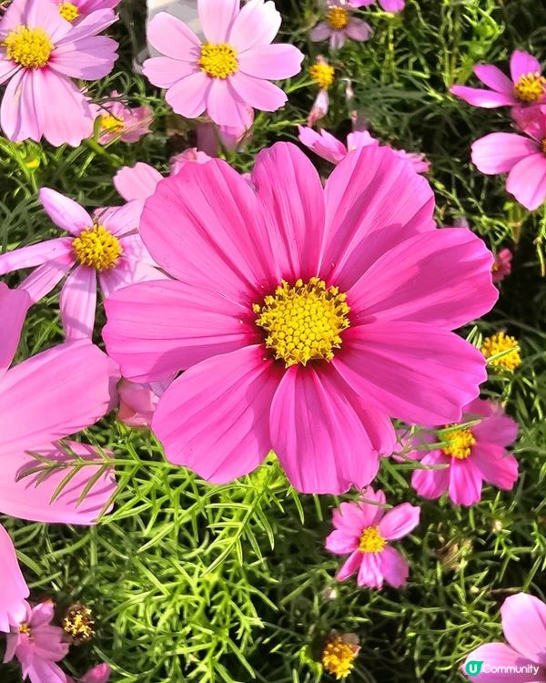 新鮮滾熱辣香港2025花卉展嘅花式入面仲有好多蘭花 水仙花空...