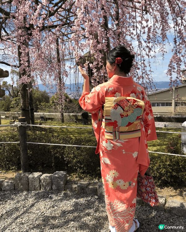 京都是賞櫻好地方！ 一定要安排穿上和服到清水寺、二年坂以及河...