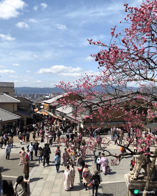 京都是賞櫻好地方！ 一定要安排穿上和服到清水寺、二年坂以及河...